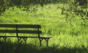 Serene park bench