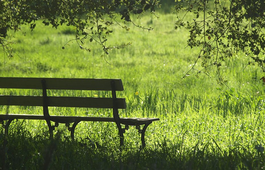 Serene park bench